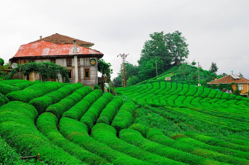 Herb Wall Gardens